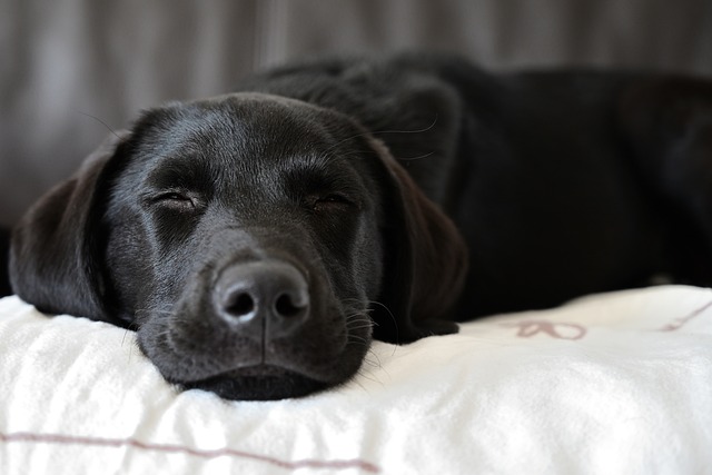 photograph of labrador retriever sleeping
