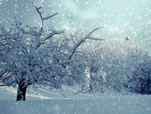 snowy scene with heavy snow flakes falling, adding to the snow covering the ground and trees